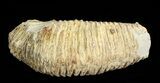 Cretaceous Fossil Oyster (Rastellum) - Madagascar #69625-2